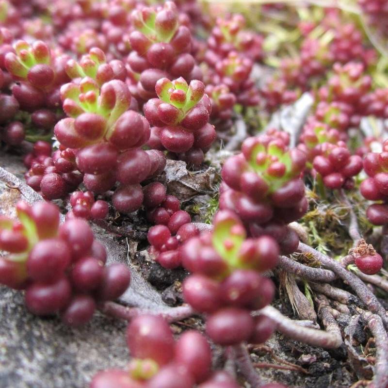 Orpin blanc Murale, Sedum à fleurs Blanche/ - feuillage Persistant - Godet - 5/20 cm - Imagen 5