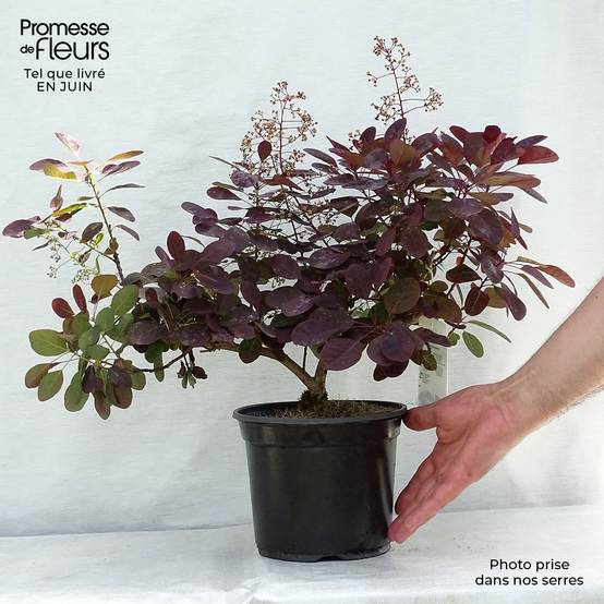 Cotinus coggygria Royal Purple - Arbre à perruque Pot de 2L/3L - Image 2