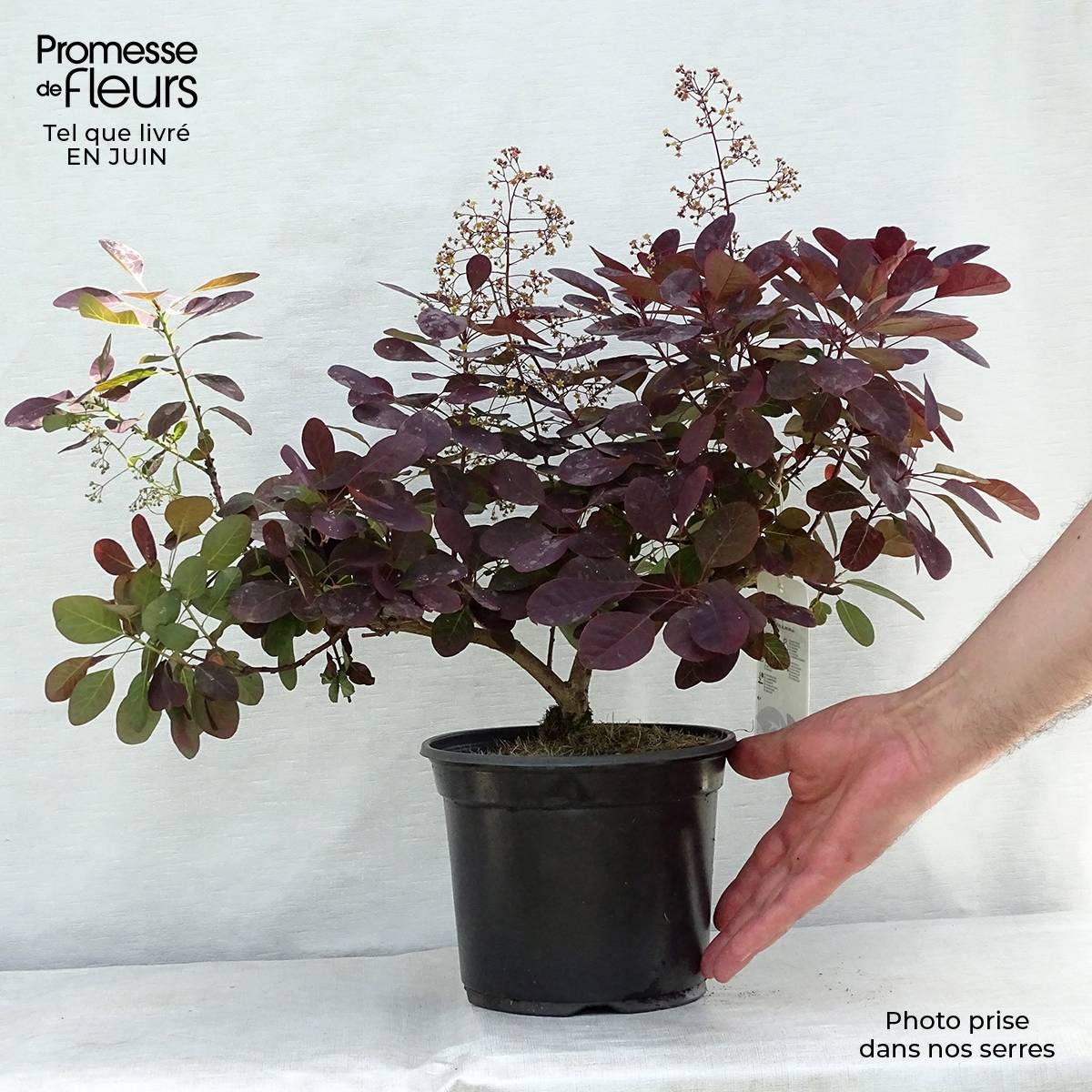 Cotinus coggygria Royal Purple - Arbre à perruque  Pot de 2L/3L - Image 2