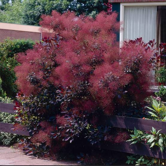 Cotinus coggygria Royal Purple - Arbre à perruque Pot de 2L/3L - Image 1