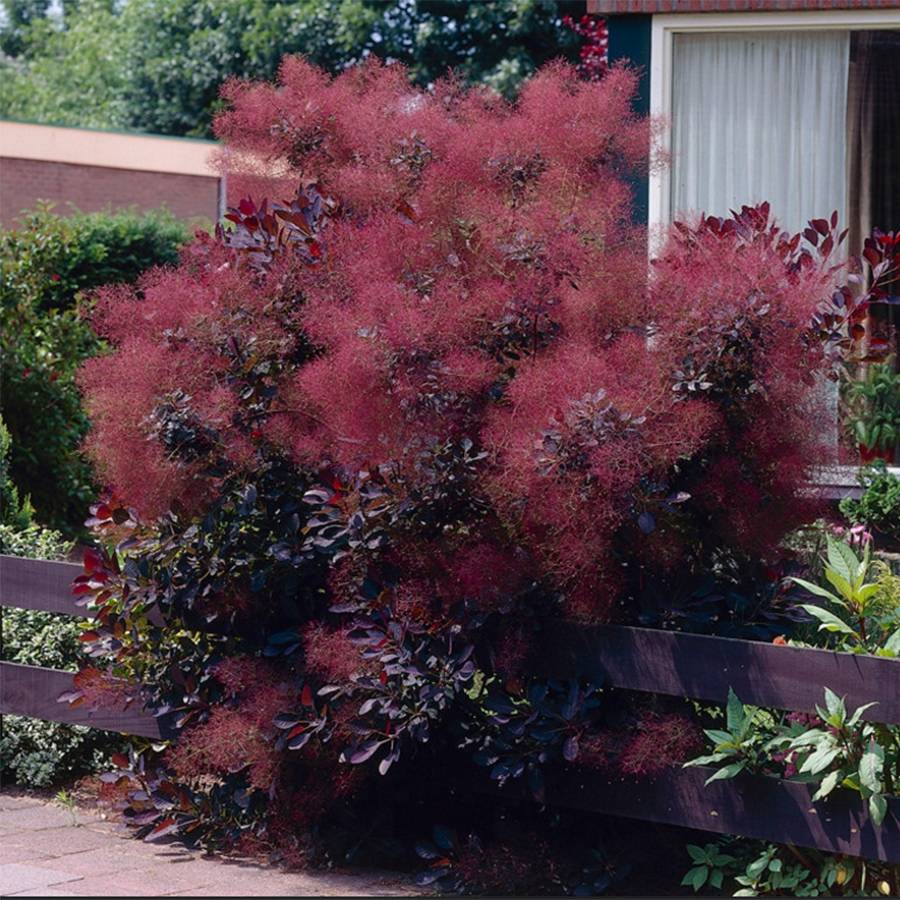 Cotinus coggygria Royal Purple - Arbre à perruque  Pot de 2L/3L - Image 1