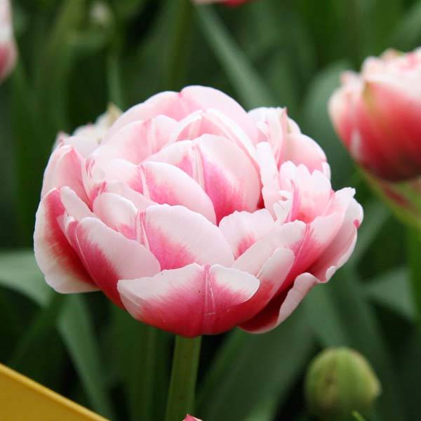 Promesse de Fleurs - Tulipe double tardive Gerbrandt Kieft - Tulipe à fleurs de pivoine Bulbe calibre 11+ (par 10)