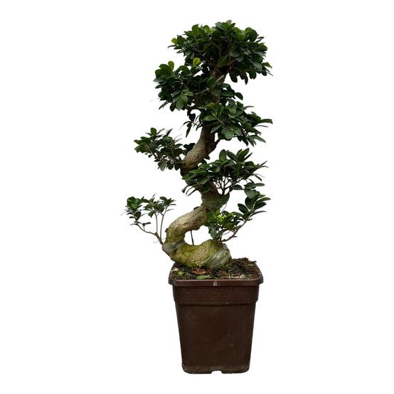 Ficus Microcarpa Ginseng - D27 H80cm