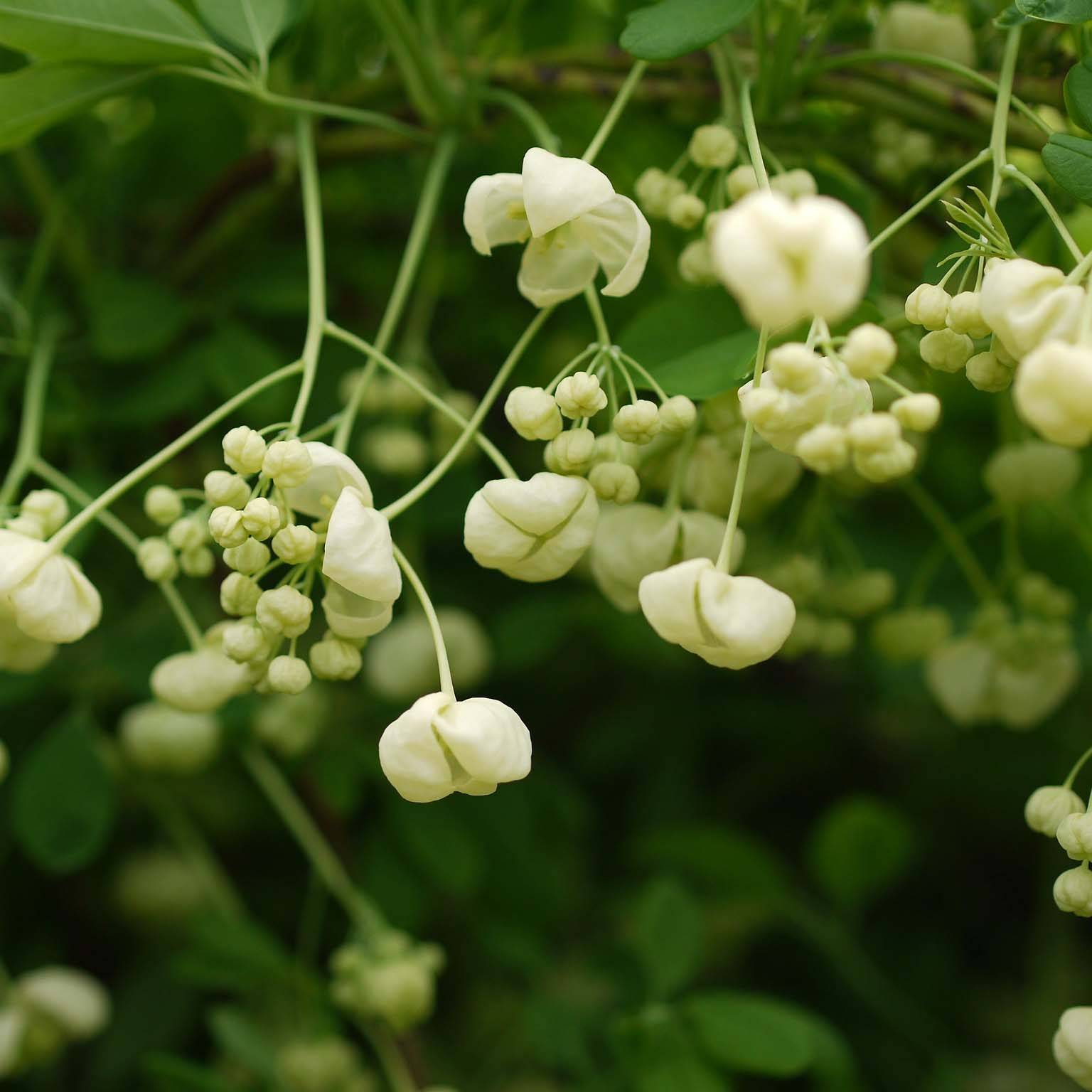 Promesse de Fleurs - Akebia quinata Alba - Akébie à cinq feuilles Pot de 3L/4L
