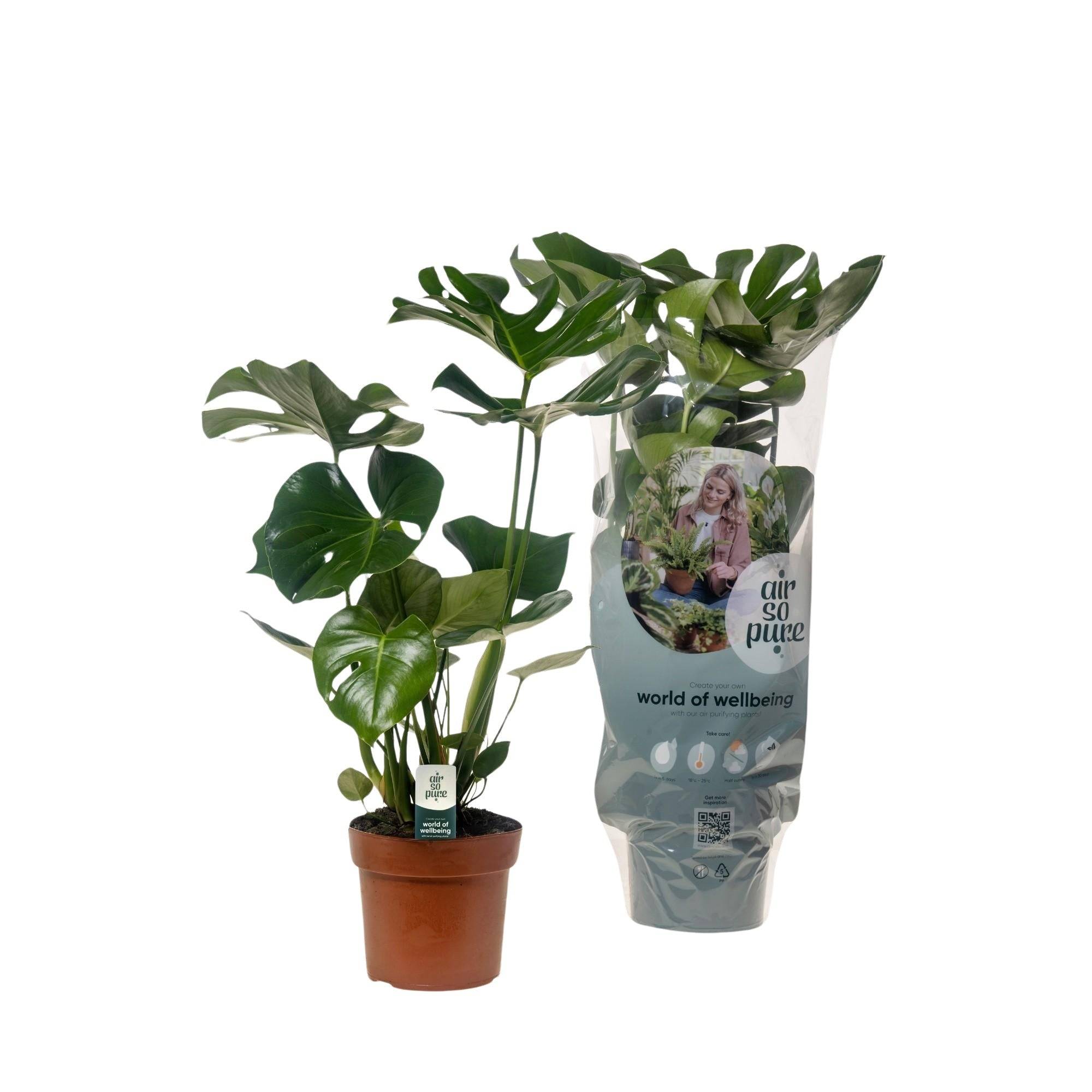 Monstera Deliciosa 55cm - Plante d'intérieur- La Green Touch - Imagen 1