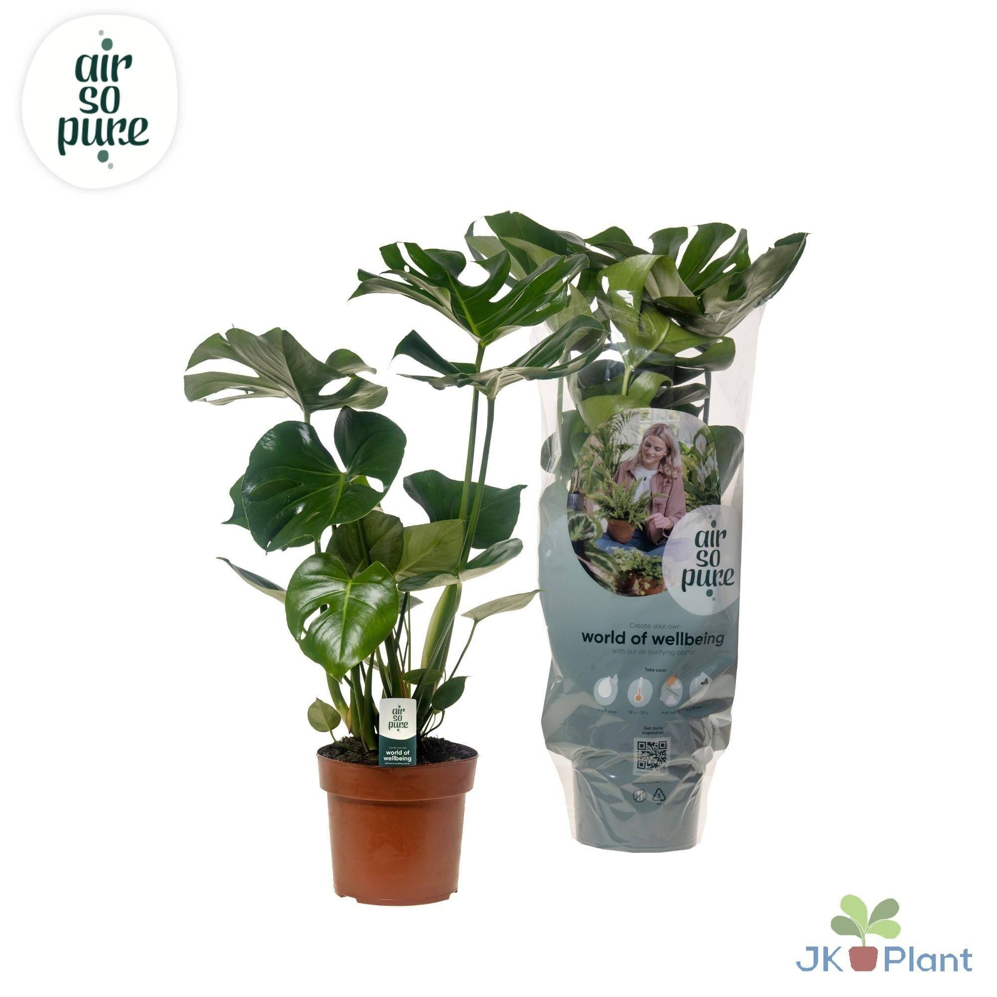 Monstera Deliciosa 55cm - Plante d'intérieur- La Green Touch - Imagen 2