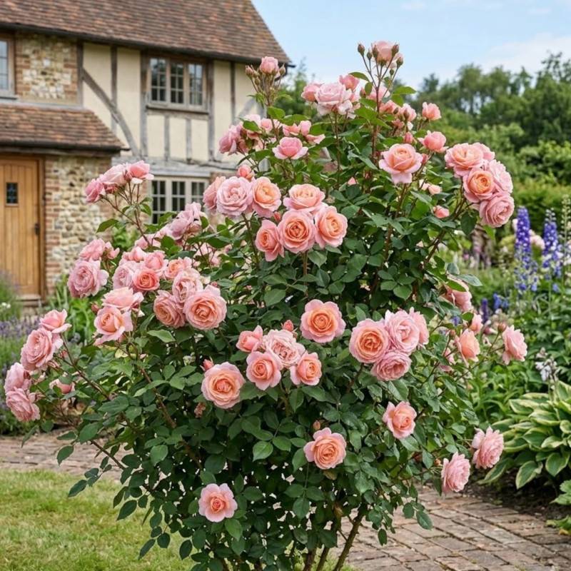 Rosier à grandes fleurs Belle du Seigneur® 'DELocabri' à fleurs Rose/Orange - feuillage Caduc - Pot de 5L - Touffe - Image 3