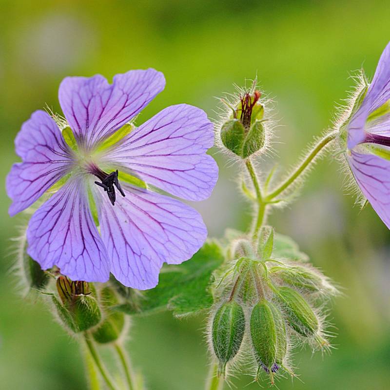 Promesse de Fleurs - Géranium vivace Philippe Vapelle Godet de 8/9 cm