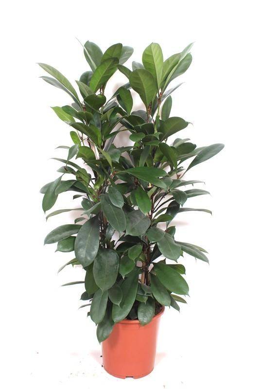 La Green Touch - Ficus cyathistipula - H 180 cm, pot Ø27 cm