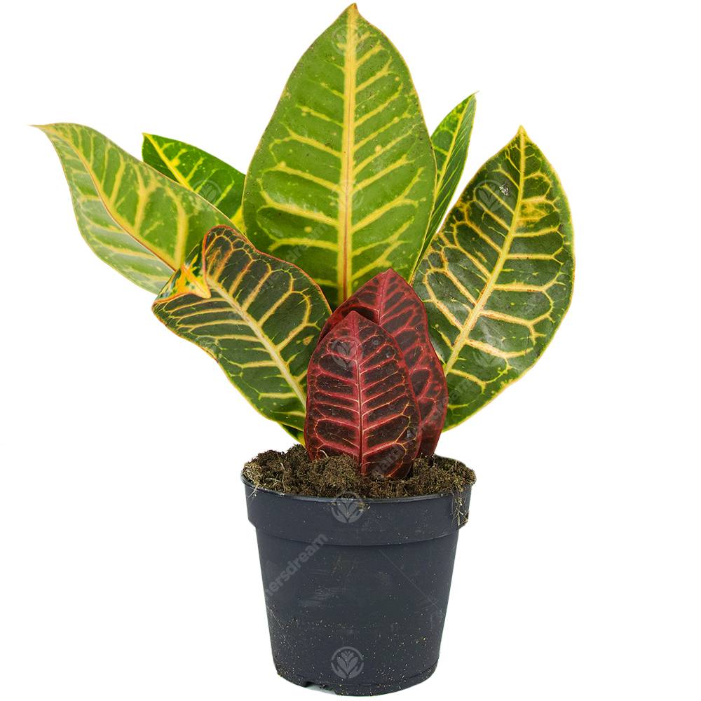 Gardenersdream - Codiaeum Variegatum Petra Croton Plante D'Intérieur Ornementale Vivante En Pot De 13 Cm - GardenersDream - Image 1