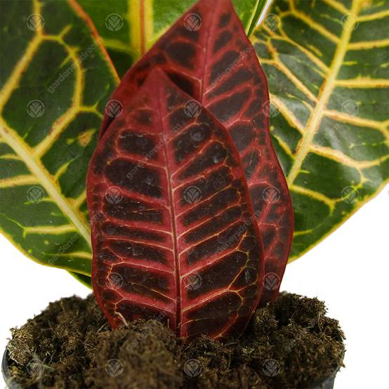 Gardenersdream - Codiaeum Variegatum Petra Croton Plante D'Intérieur Ornementale Vivante En Pot De 13 Cm - GardenersDream - Image 2