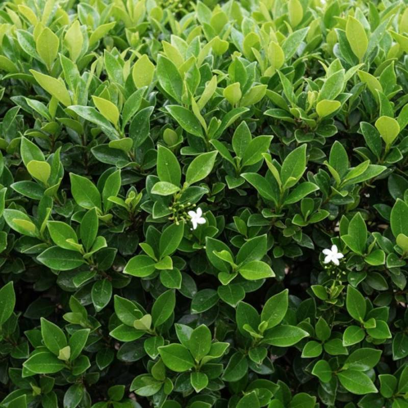 Troène du Texas, Ligustrum à fleurs Blanche/ - feuillage Persistant - Pot de 7,5L - 60/80 cm - Imagen 4