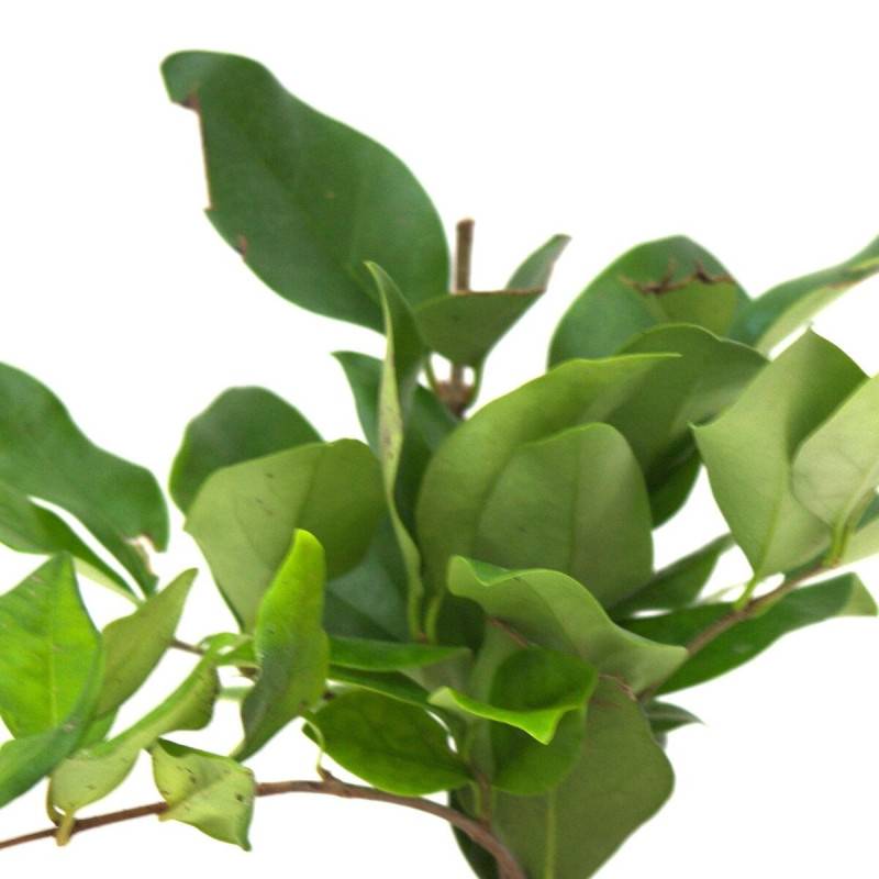 Troène du Texas, Ligustrum à fleurs Blanche/ - feuillage Persistant - Pot de 7,5L - 60/80 cm