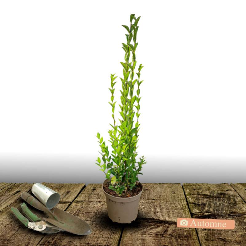 Troène du Texas, Ligustrum à fleurs Blanche/ - feuillage Persistant - Pot de 7,5L - 60/80 cm - Imagen 6