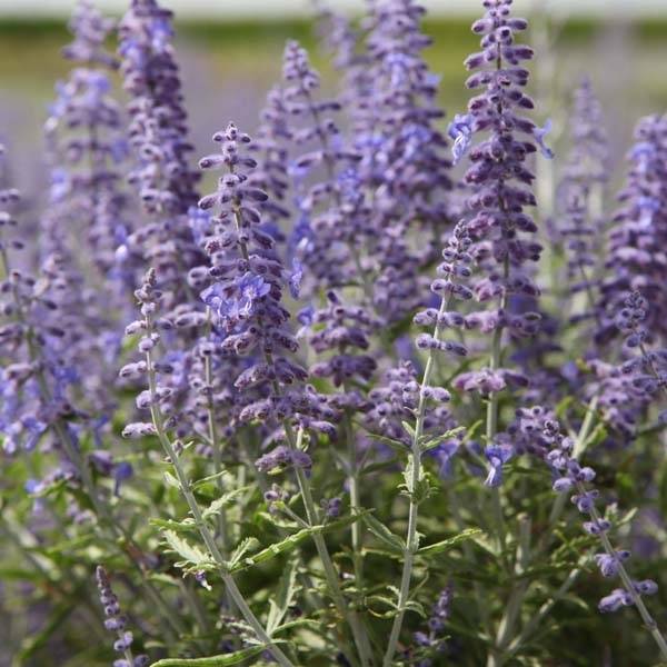 Perovskia atriplicifolia Lacey Blue Godet de 8/9 cm