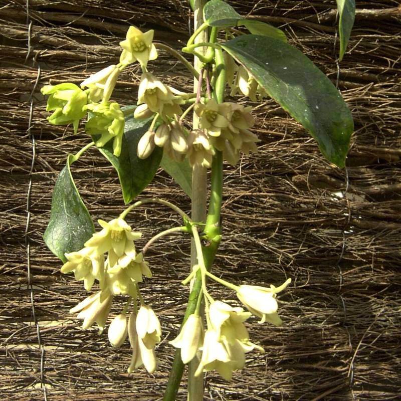 Holboellia coriacea à fleurs Blanche - feuillage Persistant - Godet - 5/20 cm-  hauteur à maturité De 3,00 m à 5,00 m - Imagen 1