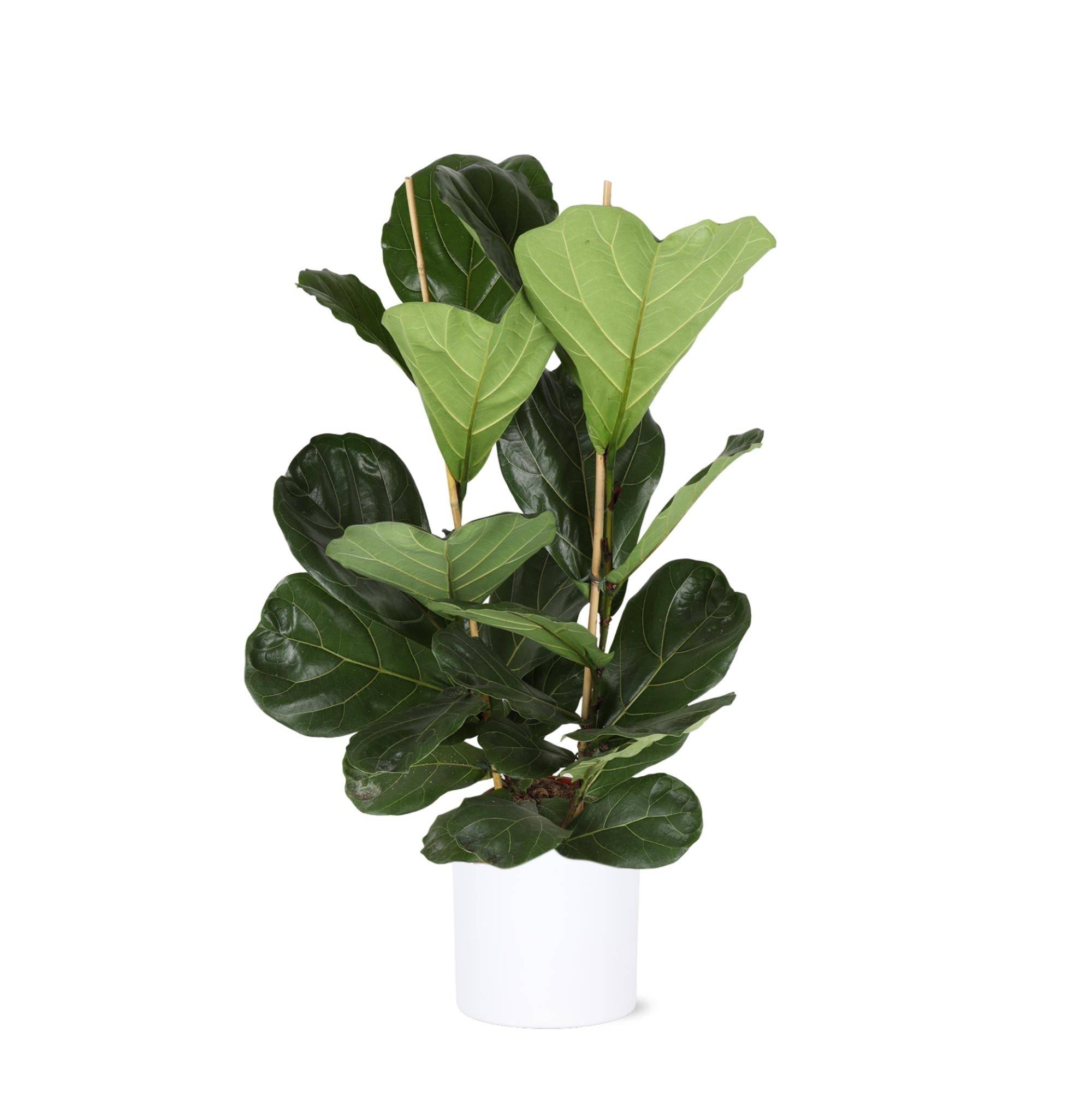 Ficus Lyrata et son pot- La Green Touch Relief Blanc - Hauteur 120cm