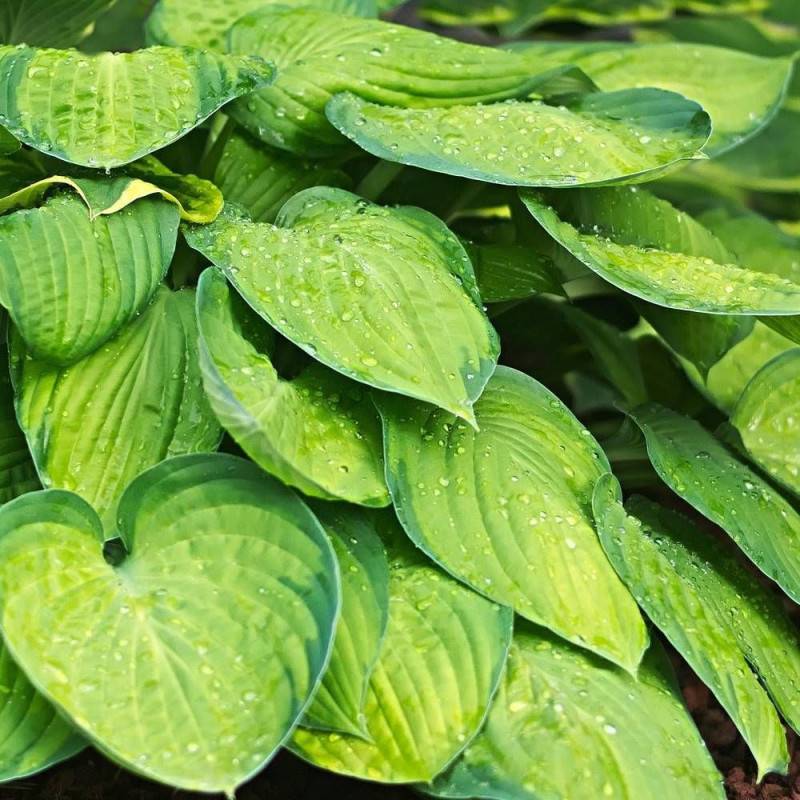 Hosta June® à fleurs Bleue/Violette - feuillage Caduc - Godet - 5/20 cm - Imagen 1