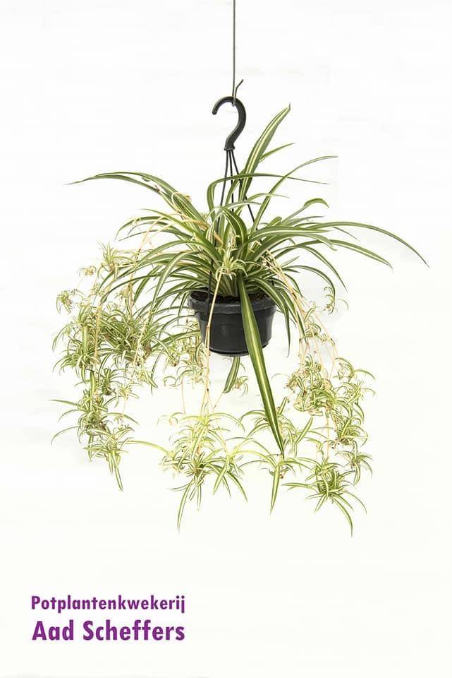 La Green Touch - Chlorophytum Comosum 'Variegatum' 55cm - Plante d'intérieur- La Green Touch - Imagen 1