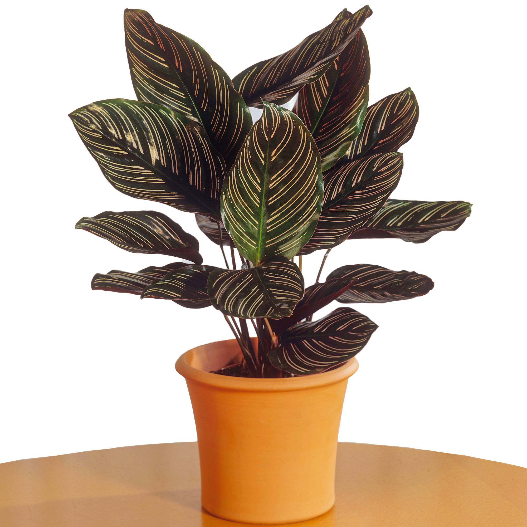 Gardenersdream - Calathea Ornata | Plante En Pot De Qualité Supérieure De 40 À 50 Cm | Idéale Pour La Maison Ou Le Bureau - GardenersDream - Imagen 1
