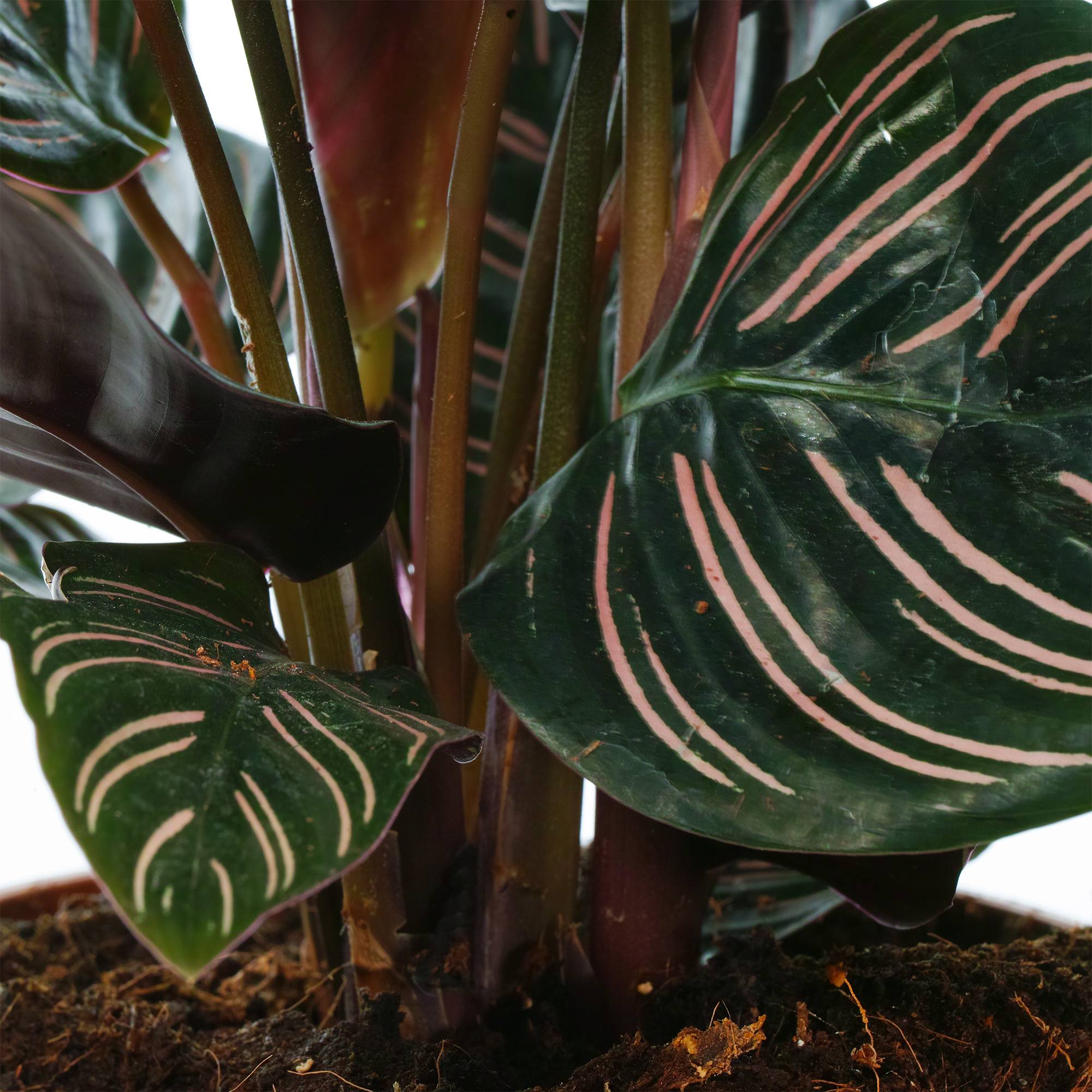 Gardenersdream - Calathea Ornata | Plante En Pot De Qualité Supérieure De 40 À 50 Cm | Idéale Pour La Maison Ou Le Bureau - GardenersDream - Imagen 3