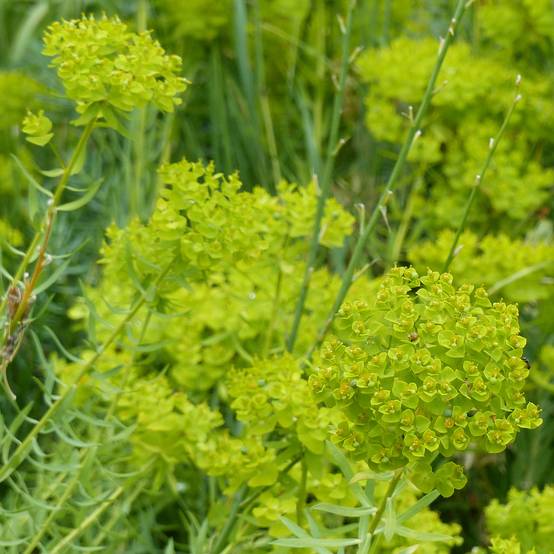 Euphorbia seguieriana ssp. niciciana - Euphorbe de Sibérie Godet de 8/9 cm