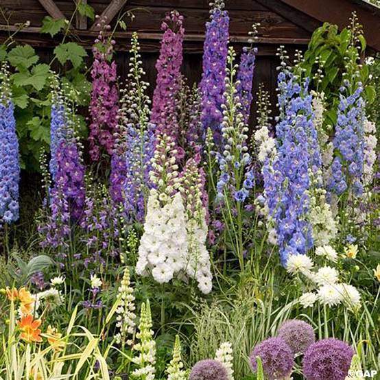 Graines de Delphinium Magic Fountain mix - Pied d'alouette hybride en mélange le sachet de 50 graines environ (0,1g)