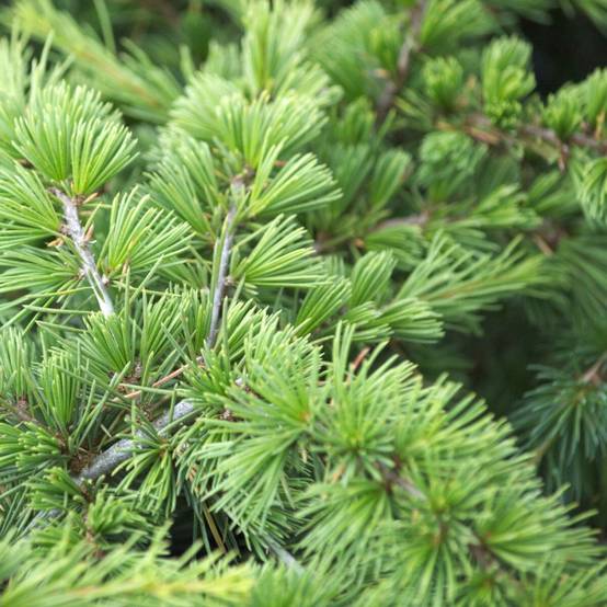 Cèdre du Liban Nain, Cedrus libani - Pot de 5L - 40/60 cm - Image 1