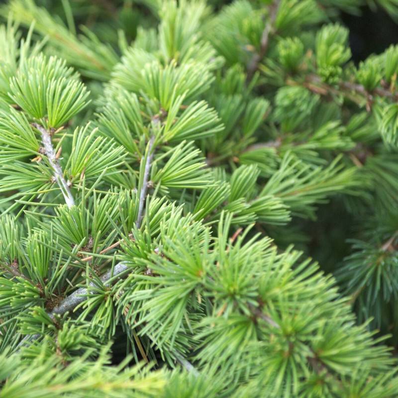 Cèdre du Liban Nain, Cedrus libani - Pot de 5L - 40/60 cm