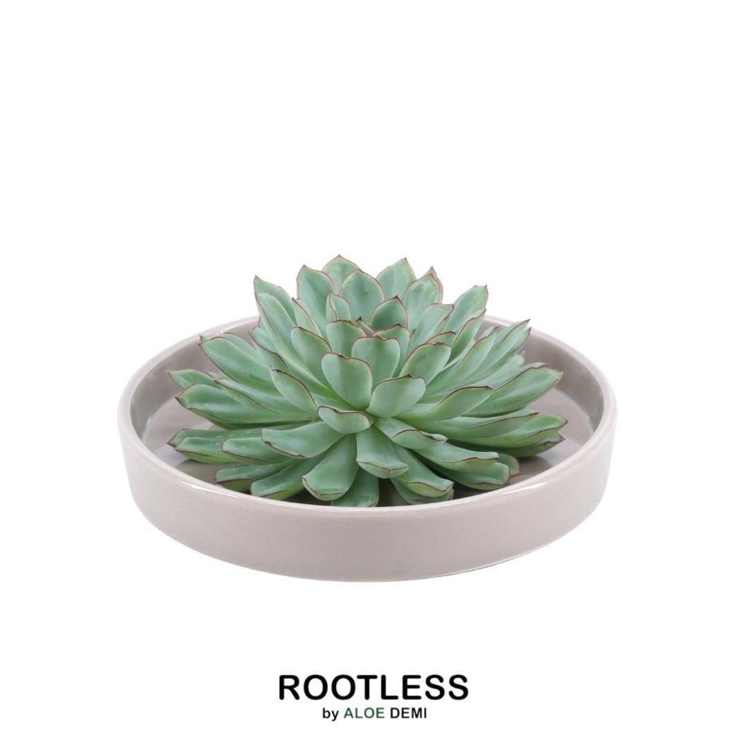 La Green Touch - Succulente Echeveria Pulidonis Sans Racines en Bol Taupe- La Green Touch - Imagen 1