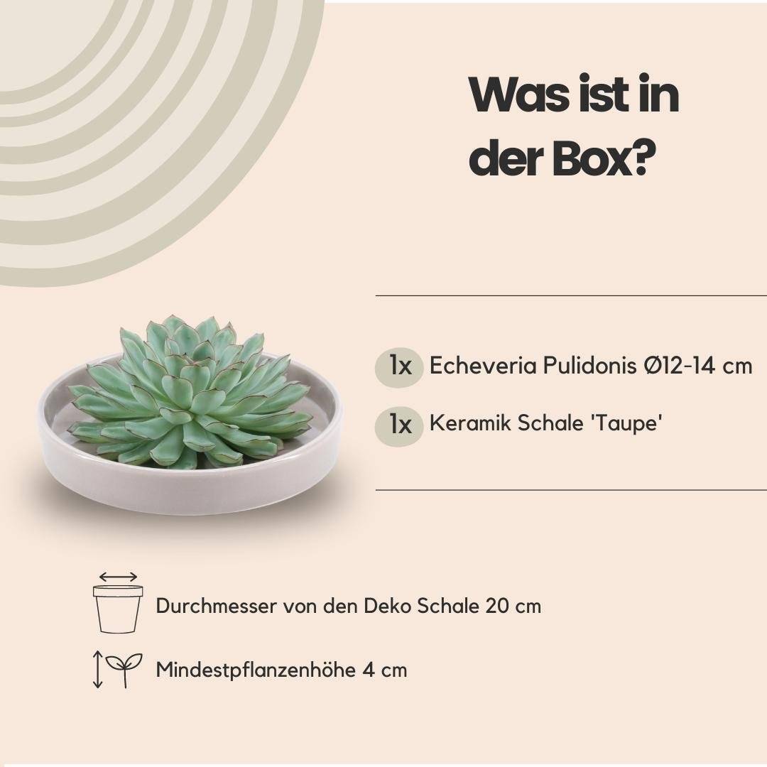 La Green Touch - Succulente Echeveria Pulidonis Sans Racines en Bol Taupe- La Green Touch - Imagen 4