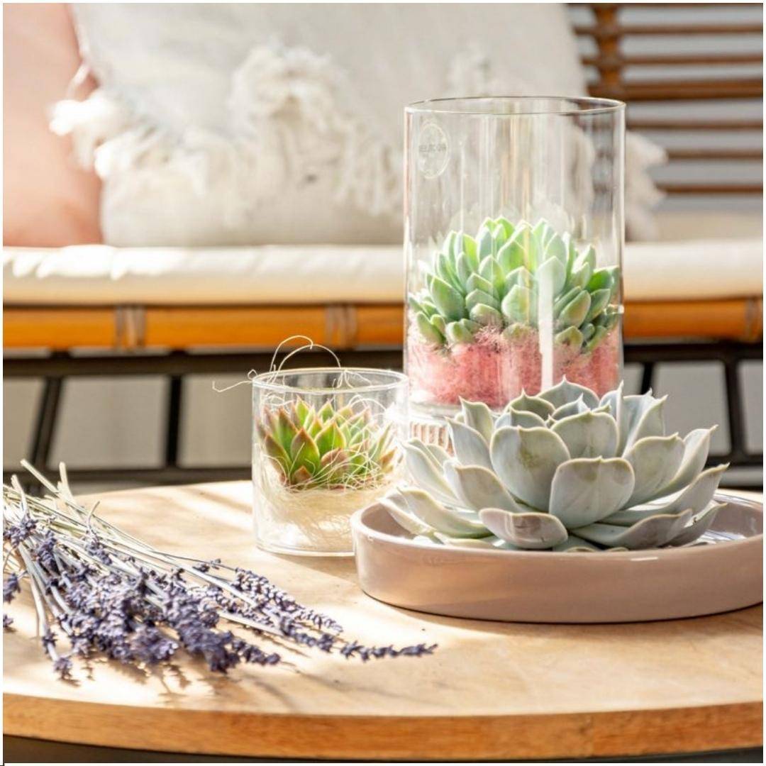 La Green Touch - Succulente Echeveria Pulidonis Sans Racines en Bol Taupe- La Green Touch - Imagen 2