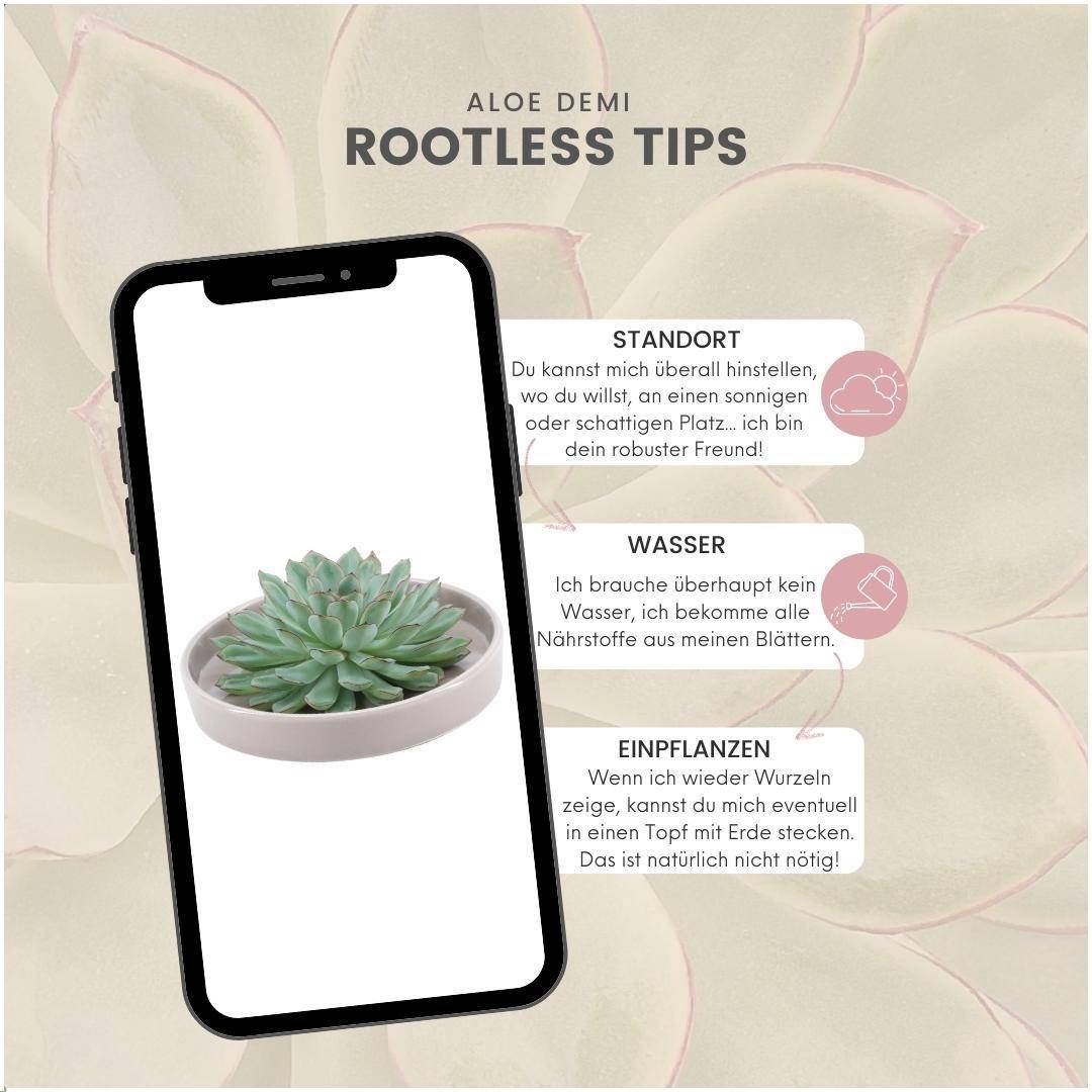 La Green Touch - Succulente Echeveria Pulidonis Sans Racines en Bol Taupe- La Green Touch - Imagen 5