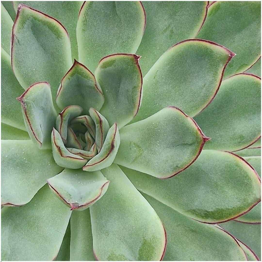 La Green Touch - Succulente Echeveria Pulidonis Sans Racines en Bol Taupe- La Green Touch - Imagen 3