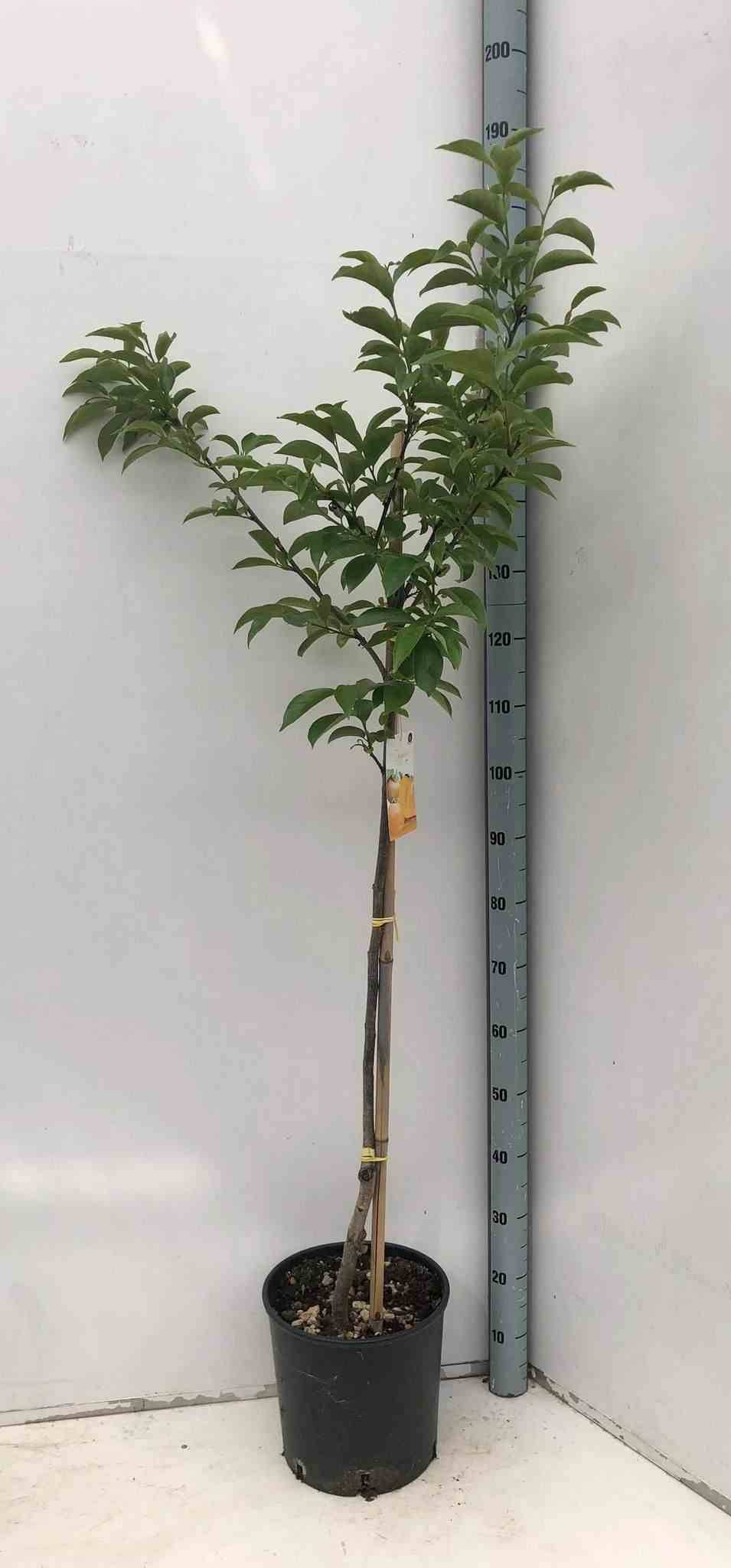 Sans Marque - Diospyros kaki var.fuyu ou Kaki pomme (Plaqueminier fruit délicieux et non astringent)) Couleur floraison:jaune - Taille:Pot de 15 litres ? 140/160 cm - Imagen 2
