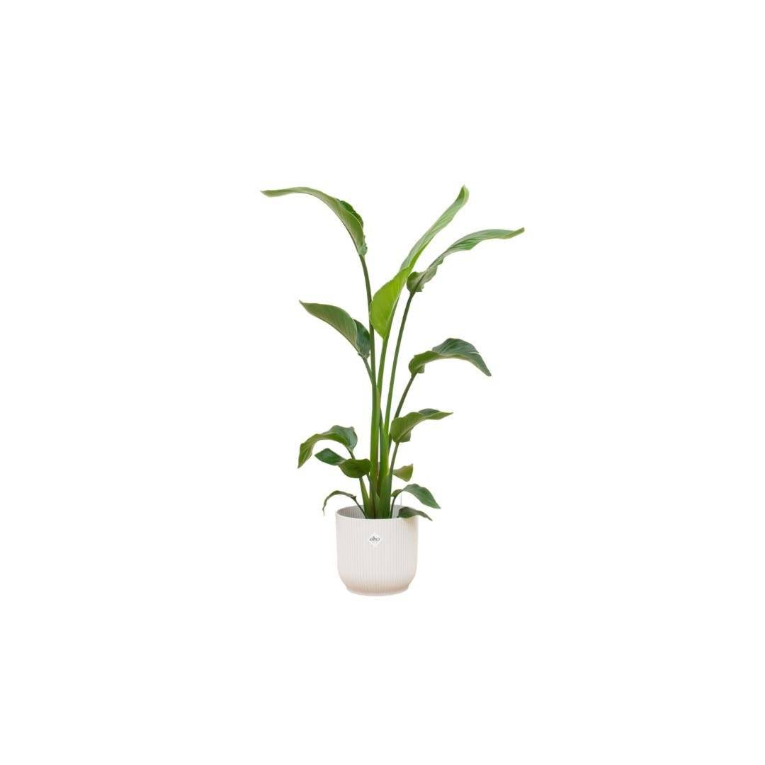 Strelitzia Nicolai 120 cm et son pot- La Green Touch Blanc 22cm - Hauteur 120cm