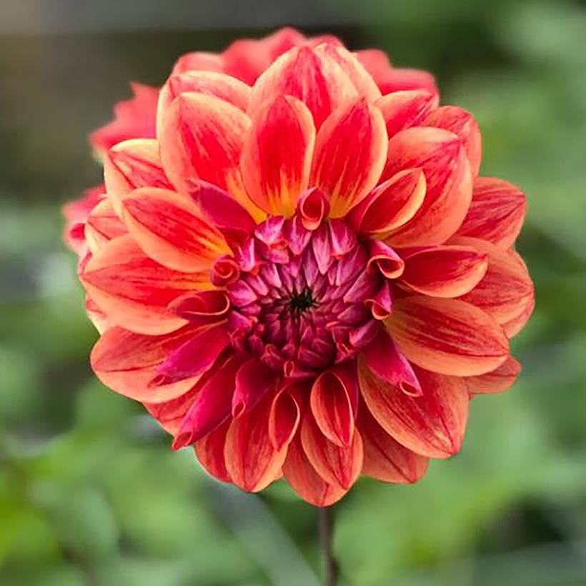 Dahlia décoratif All That Jazz  Bulbe calibre I