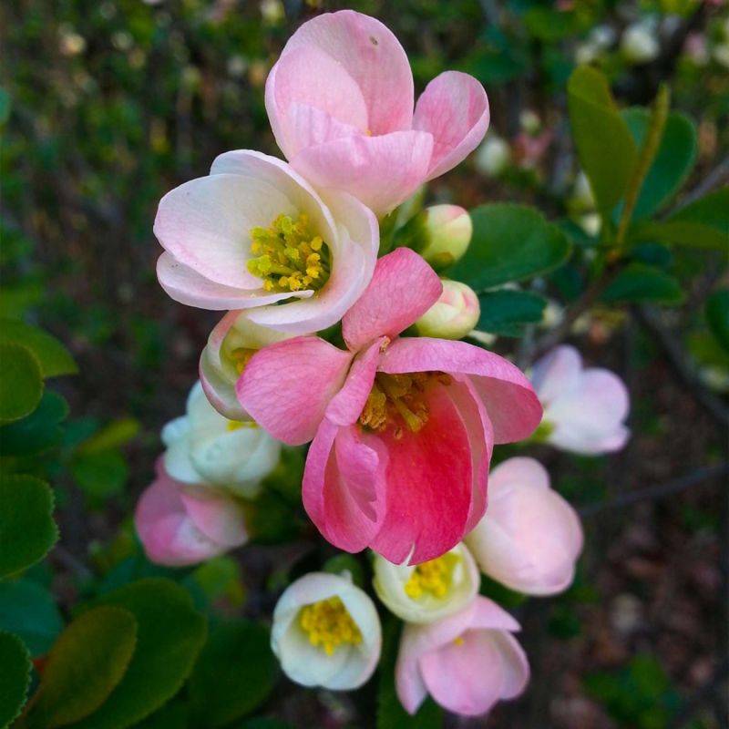 Cognassier du Japon 'Flocon Rose' (Chaenomeles speciosa 'Flocon Rose') - Godet - Taille 20/40cm - Pépinières Naudet