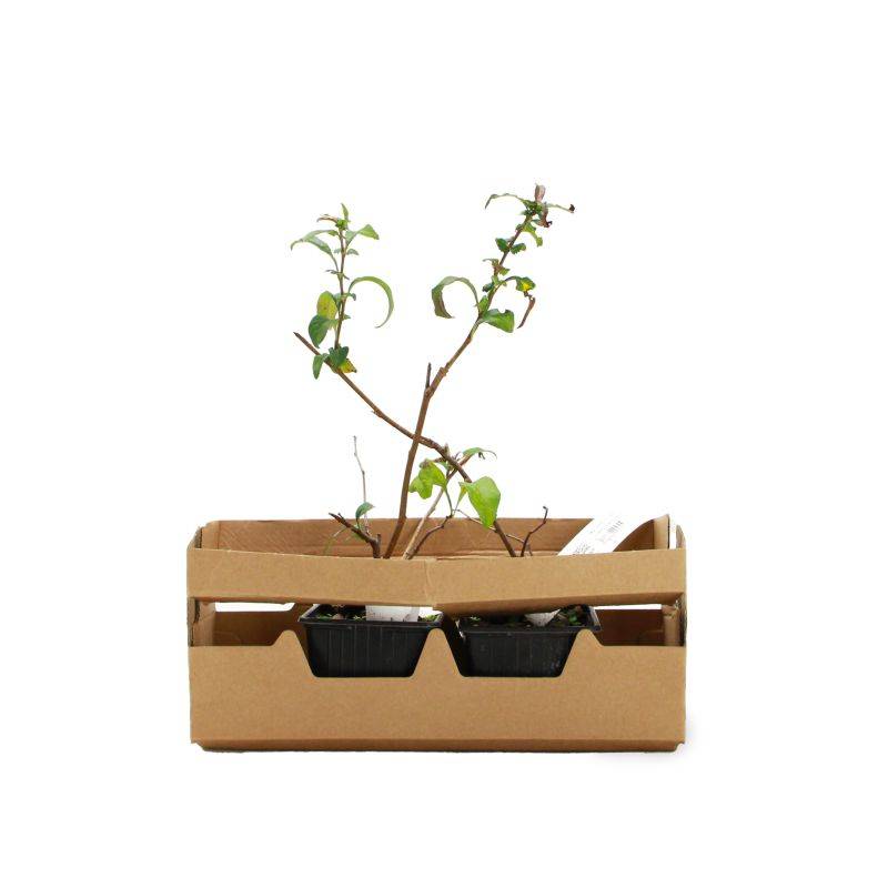 Cognassier du Japon 'Flocon Rose' (Chaenomeles speciosa 'Flocon Rose') - Godet - Taille 20/40cm - Pépinières Naudet - Image 4