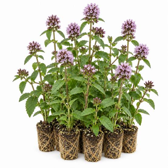 Menthe aquatique - Mentha aquatica - 12 plants - Image 1