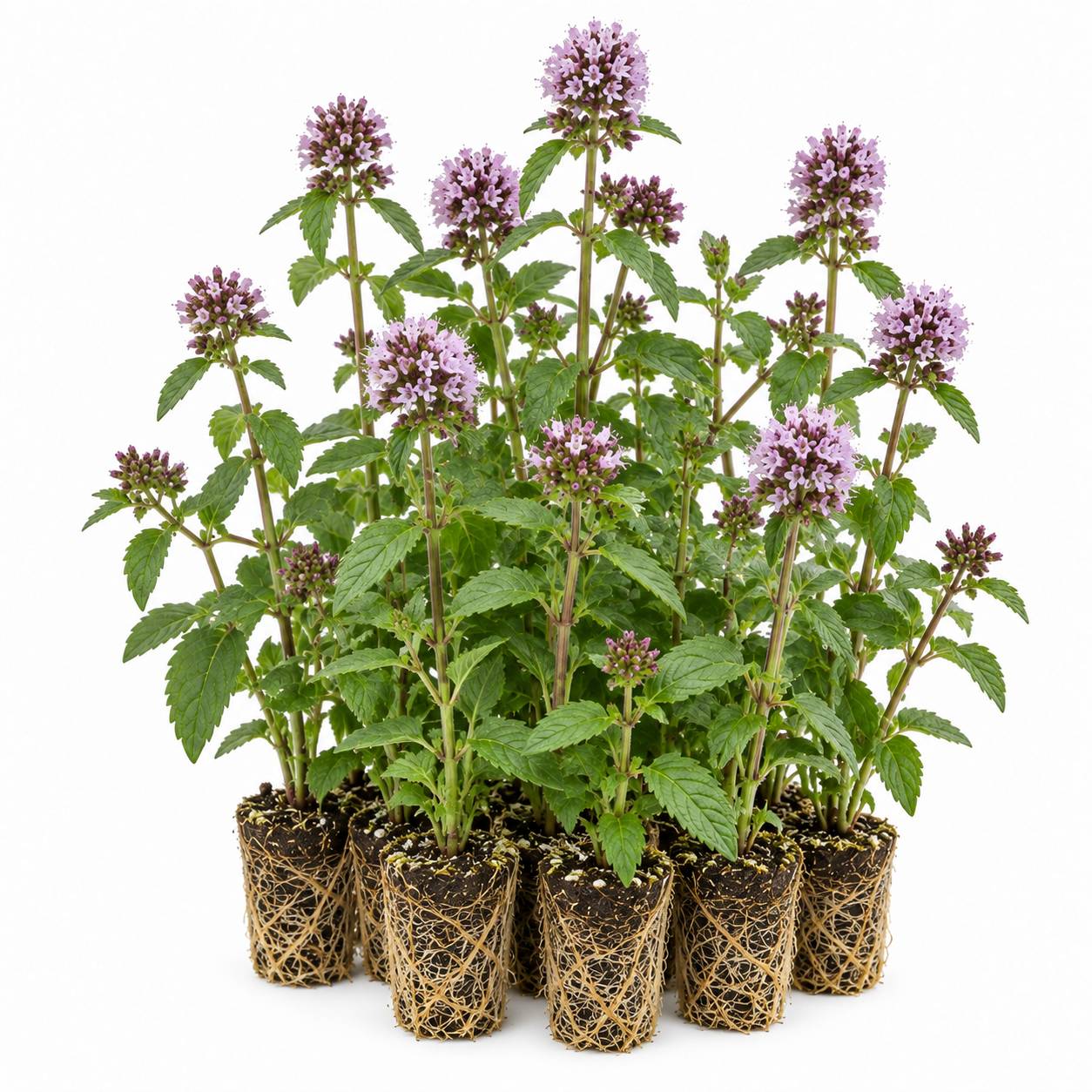Menthe aquatique - Mentha aquatica - 12 plants - Image 1