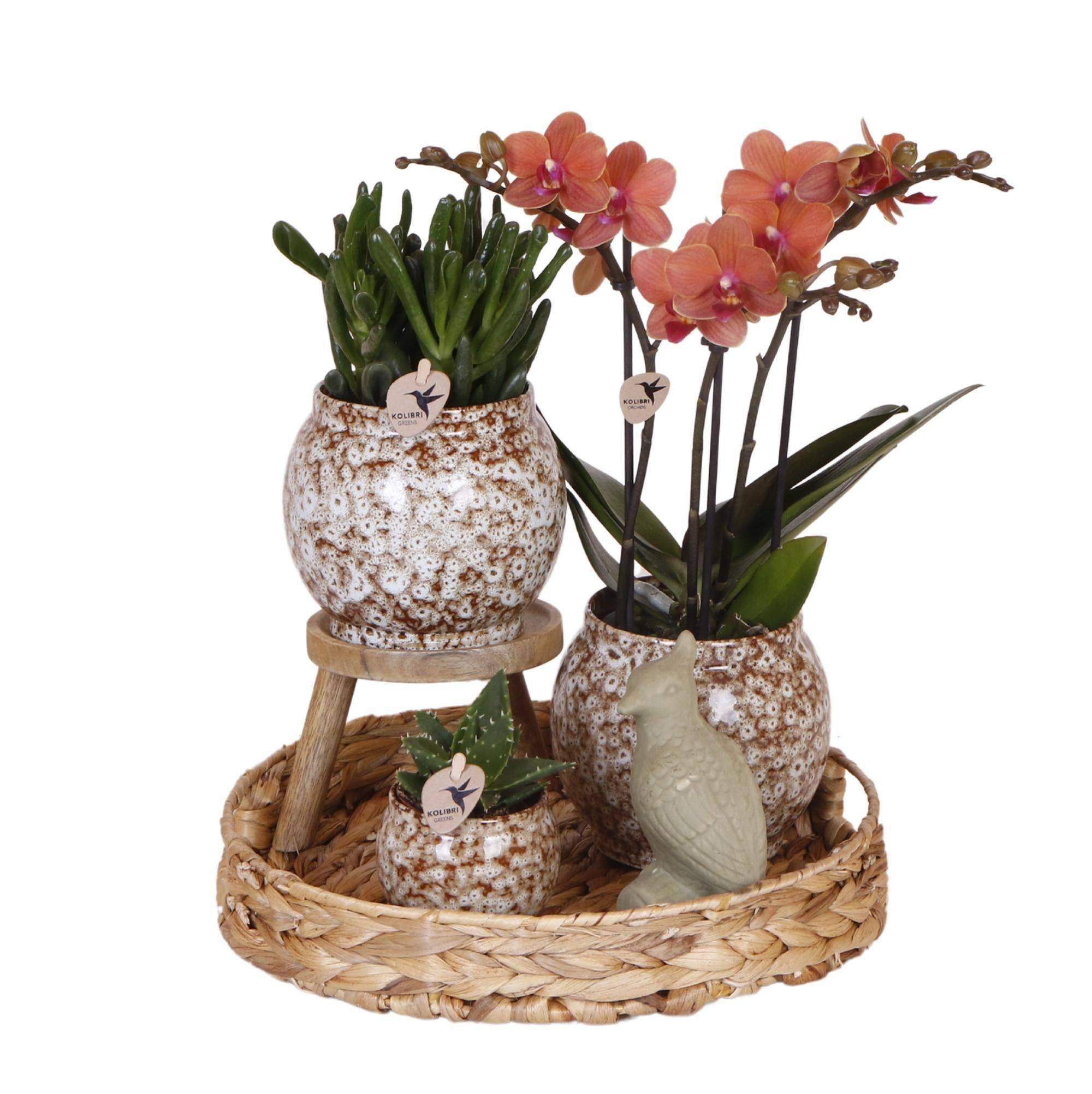 La Green Touch - Coffret Untamed Nature : Orchidée Phalaenopsis et Plantes Succulentes- La Green Touch - Image 1