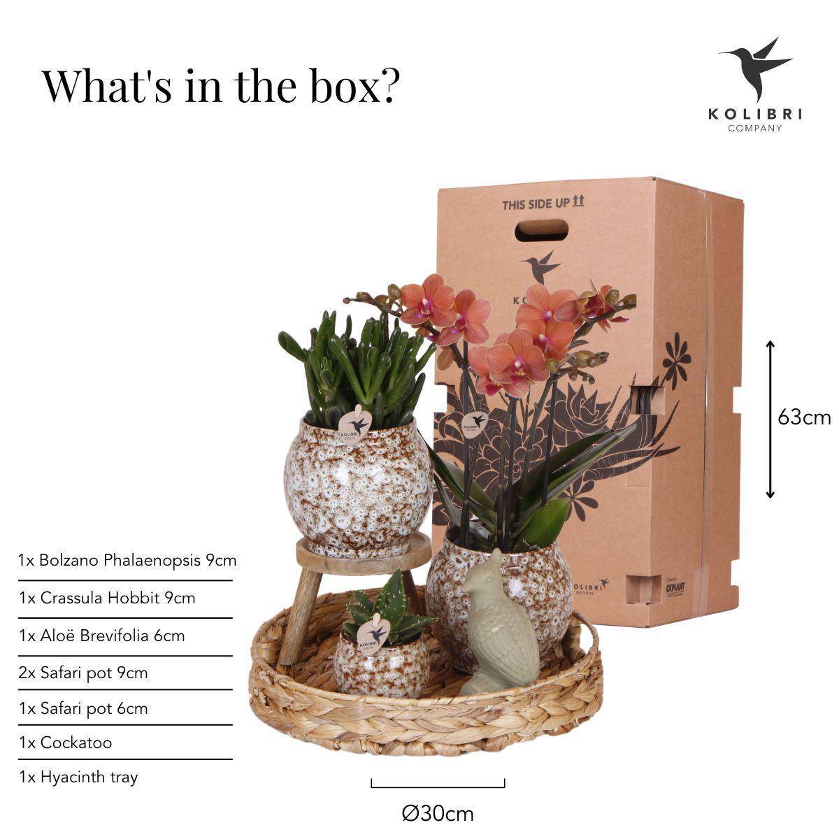 La Green Touch - Coffret Untamed Nature : Orchidée Phalaenopsis et Plantes Succulentes- La Green Touch - Image 3