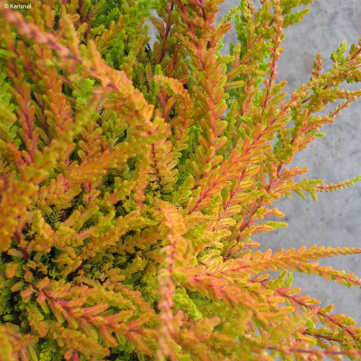 Bruyère d'été - Calluna vulgaris Wickwar Flame Pot de 2L/3L - Image 1