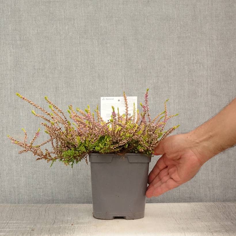 Bruyère d'été - Calluna vulgaris Wickwar Flame Pot de 2L/3L - Image 2