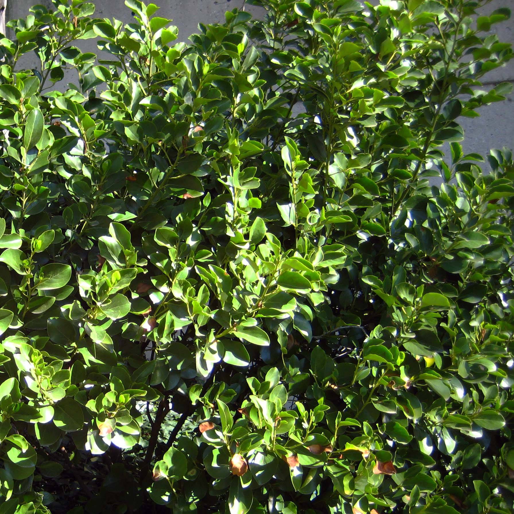 Promesse de Fleurs - Griselinia littoralis Godet de 8/9 cm