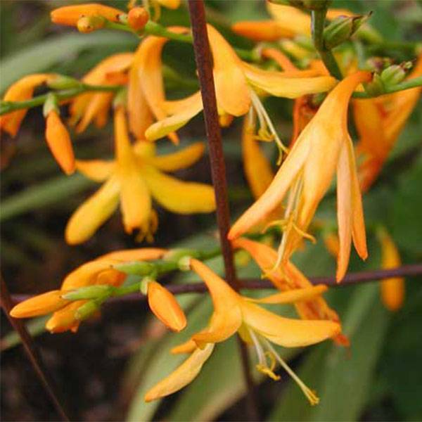 Crocosmia George Davison - Montbretia jaune orangé Godet de 7/8 cm