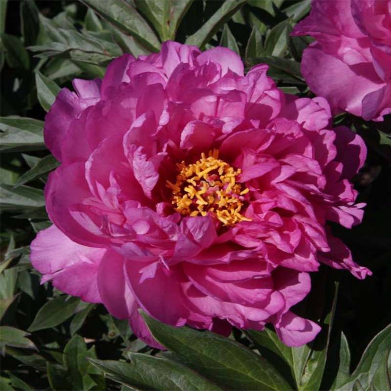 Pivoine Itoh First Arrival Pot de 3L/4L