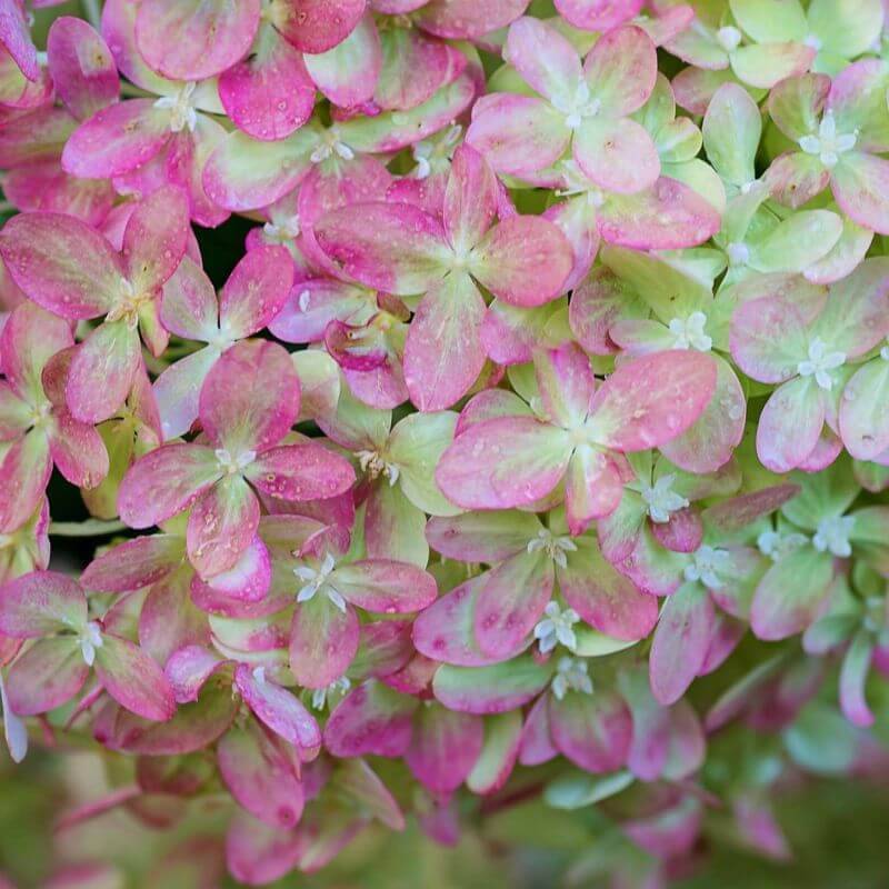 Collection 3 Hortensias (Hydrangea Paniculata) - Godet - Taille 13/25cm - Pépinières Naudet - Image 4