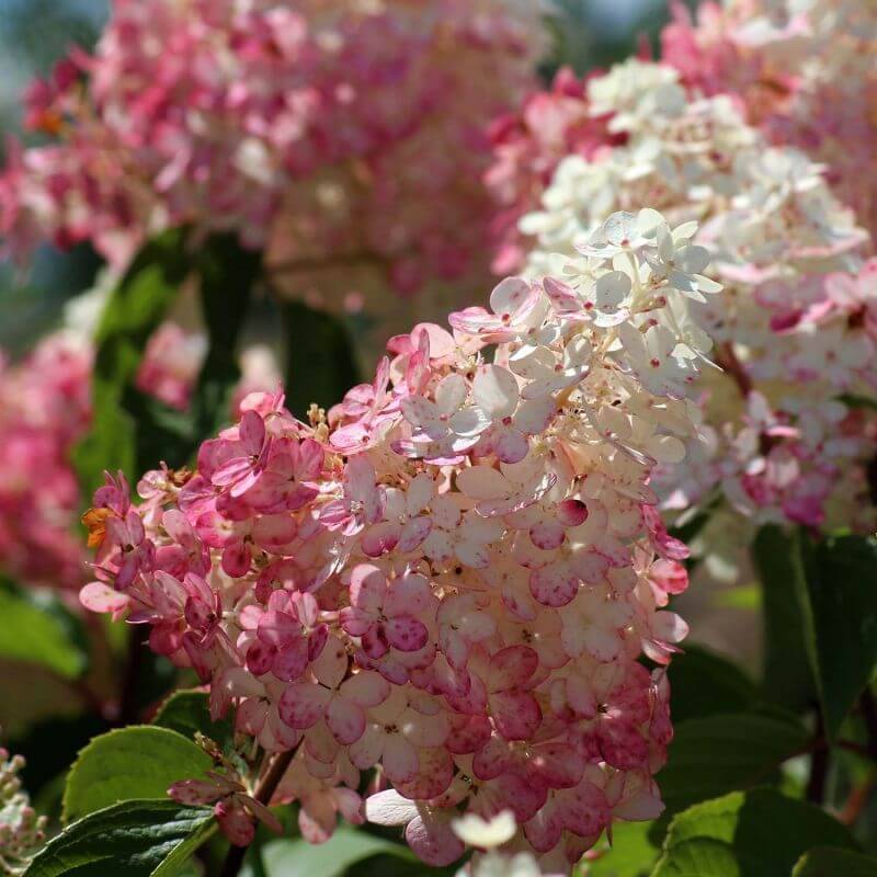 Collection 3 Hortensias (Hydrangea Paniculata) - Godet - Taille 13/25cm - Pépinières Naudet - Image 3